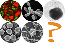 Photo of microbe